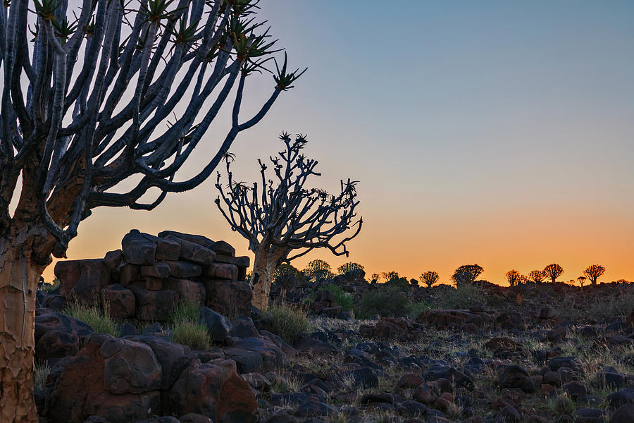 Quiver Tree Forest - Namibia #2 Photograph by Joana Kruse
