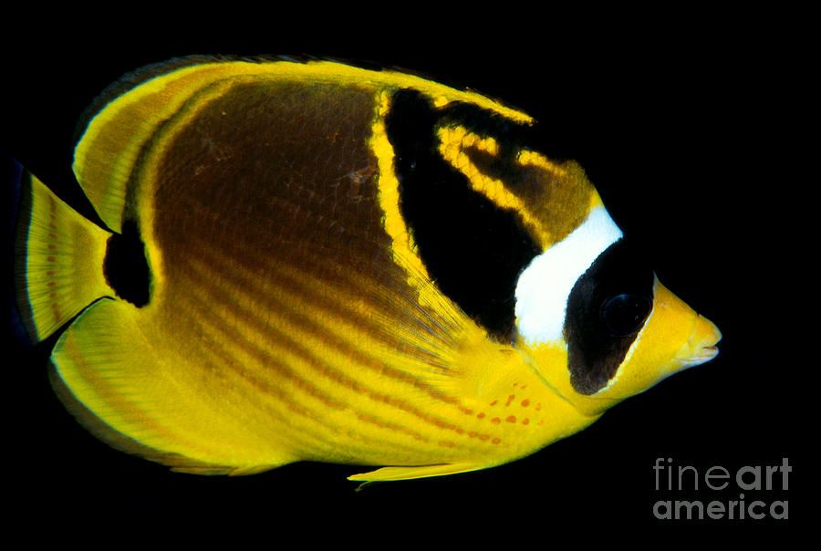Raccoon Photograph - Raccoon Butterflyfish #2 by Dave Fleetham - Printscapes