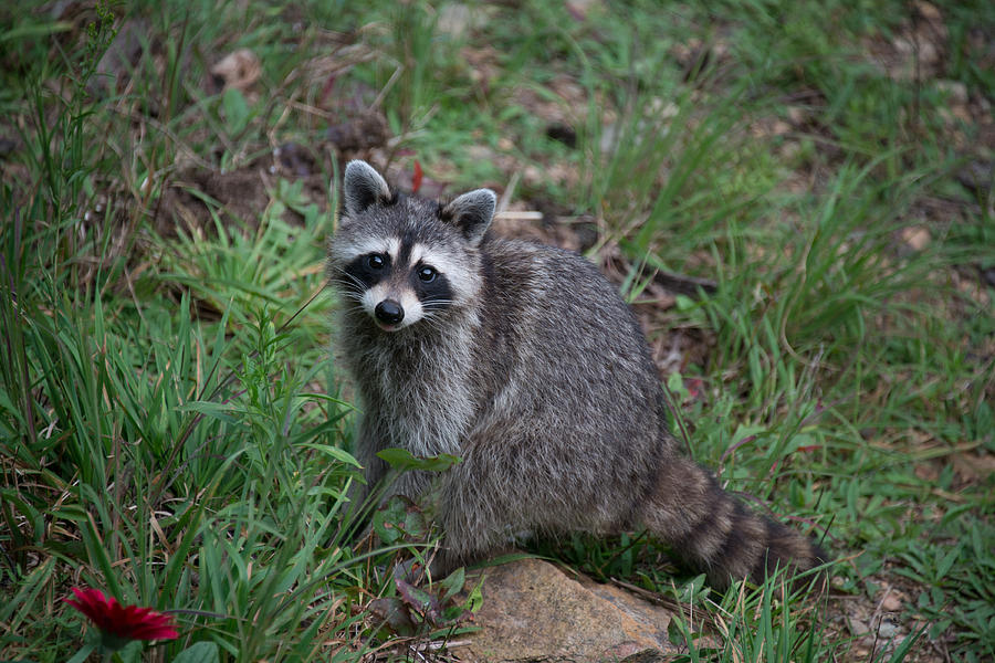 Raccoon #2 Photograph by Joye Ardyn Durham