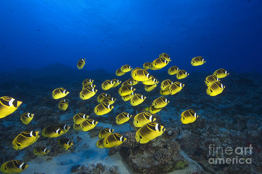 Racoon Butterflyfish #2 Photograph by Dave Fleetham - Printscapes