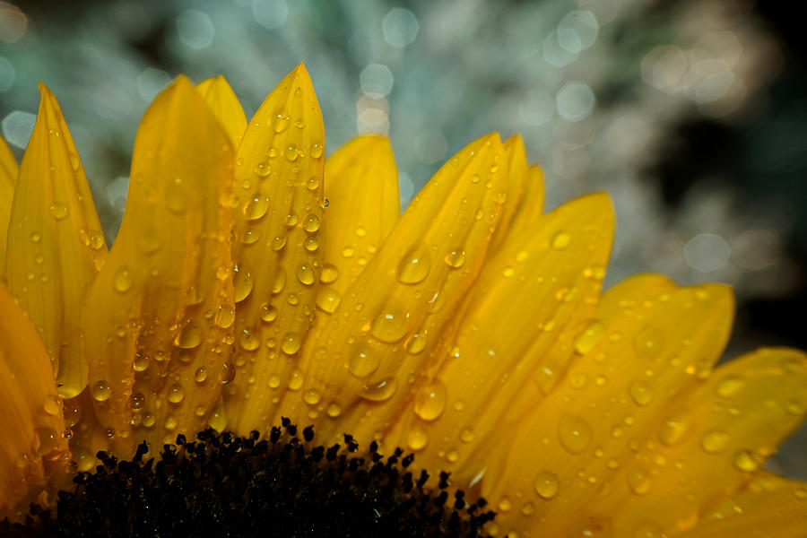 Rain drops on Sunflower #2 Photograph by Lilia S