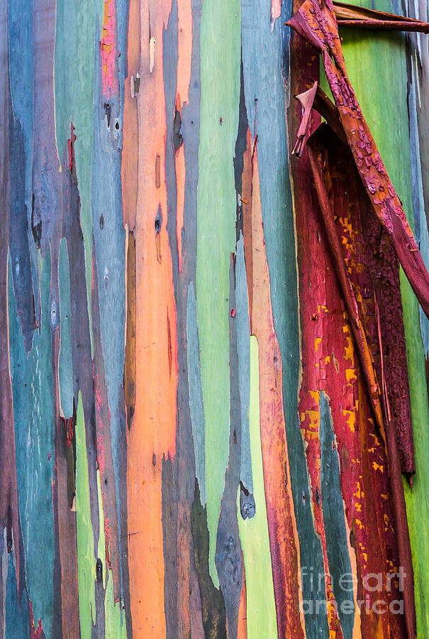 Rainbow bark tree Photograph by Kelly Headrick - Fine Art America