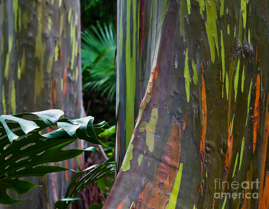 Rainbow Eucalyptus #2 Photograph by Frank Wicker