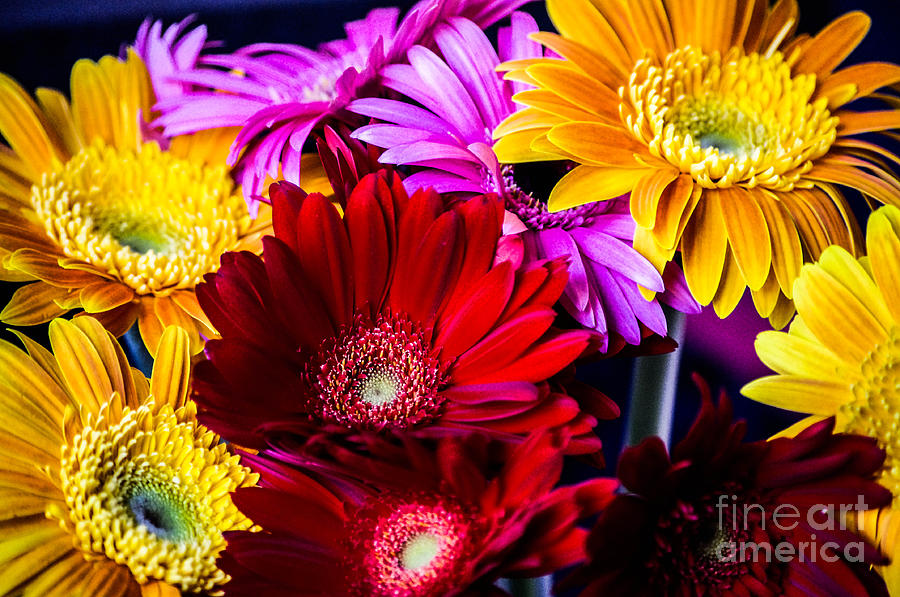 Rainbow sunflowers #3 Photograph by Gerald Kloss