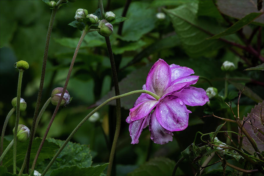 Raindrops and Flower #2 Photograph by Robert Ullmann