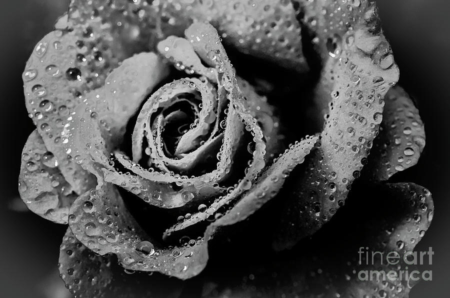 Raindrops on Rose #2 Photograph by Thomas R Fletcher