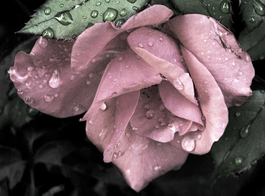 Raindrops On Roses #2 Photograph by Angela Davies