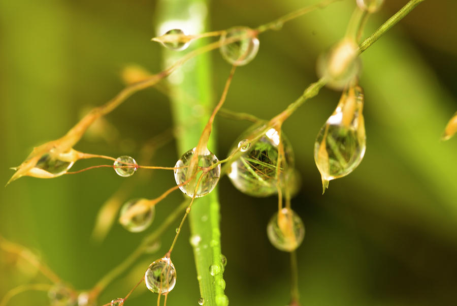 Raindrops On Wavy Hair Grass Photograph By Hugh Mckean