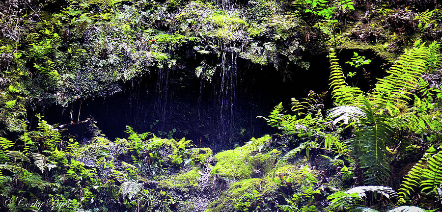 Rainforest Cave #2 Photograph by Corky Byer - Fine Art America