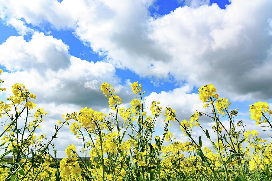Rapeseed field #2 Photograph by Colin Rayner