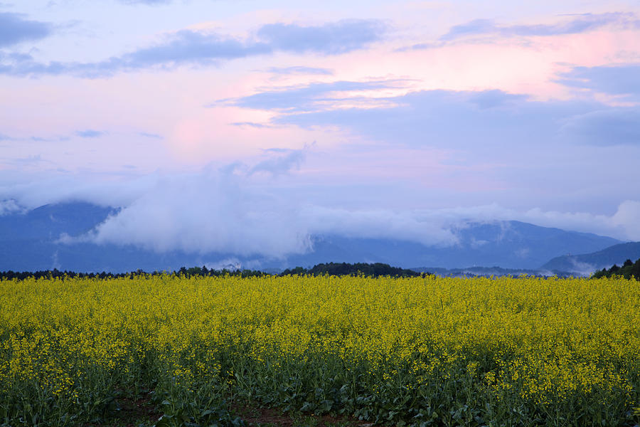 rapeseed field in Brnik with Kamnik Alps in the background #2 Photograph by Ian Middleton