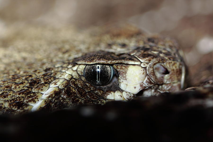 Rattle Snake Portrait Photograph by Paul Slebodnick - Fine Art America