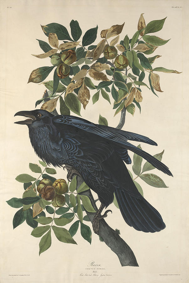 Raven #2 Painting by John James Audubon