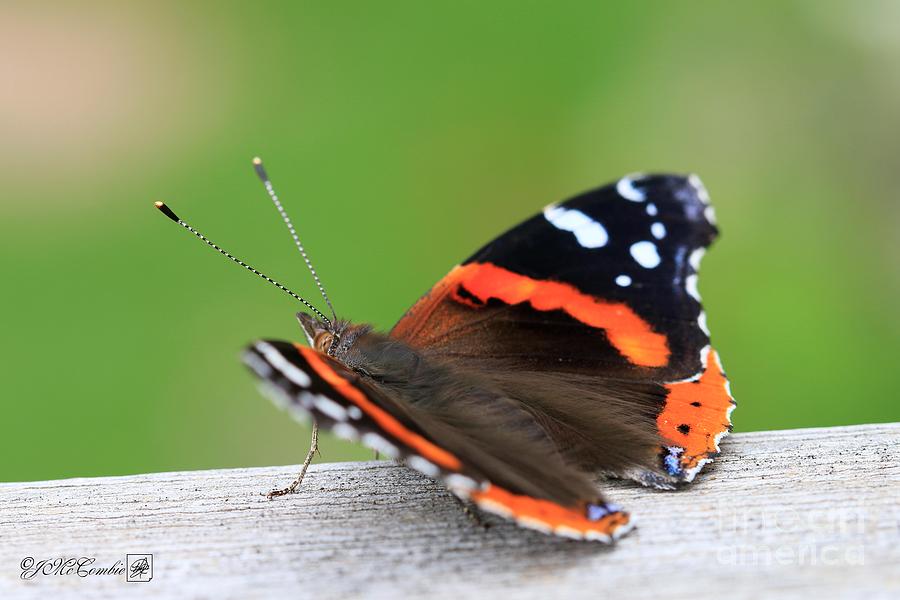Red Admiral Butterfly #4 Photograph by J McCombie