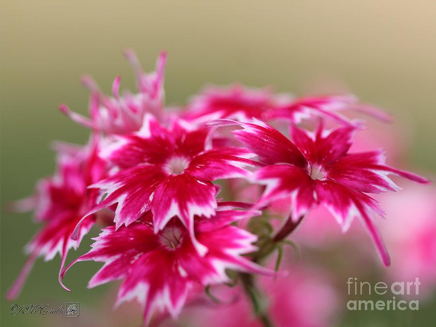 Red and White Dwarf Twinkling Beauty Phlox #1 Photograph by J McCombie
