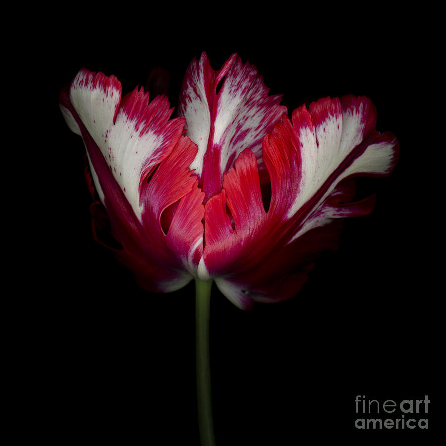 Red and White Parrot Tulip #2 Photograph by Oscar Gutierrez