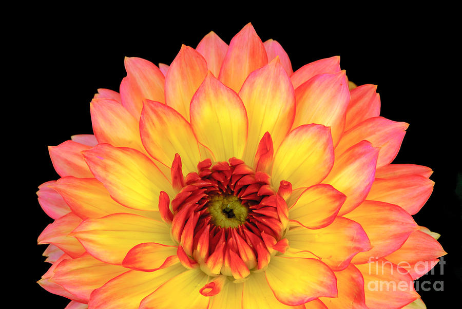 Red and yellow Dahlia #2 Photograph by Colin Rayner
