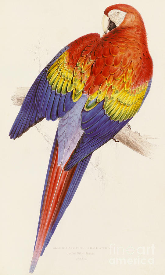 Primary Colors Drawing - Red and Yellow Macaw by Edward Lear