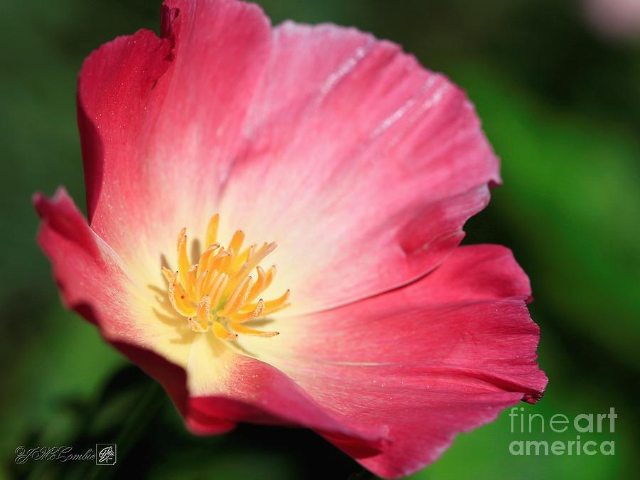 Red and Yellow Thai Silk California Poppy #2 Photograph by J McCombie