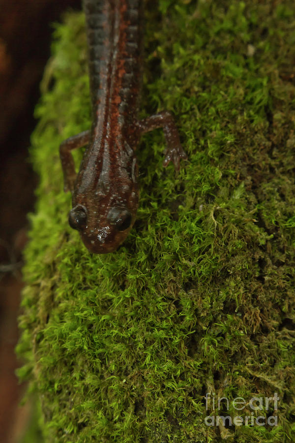 Red Back Salamander #2 Photograph by Ezume Images - Pixels