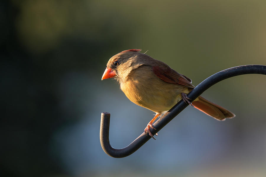 Bird Photograph - Red Beauty #1 by Lucinda  M Wickham