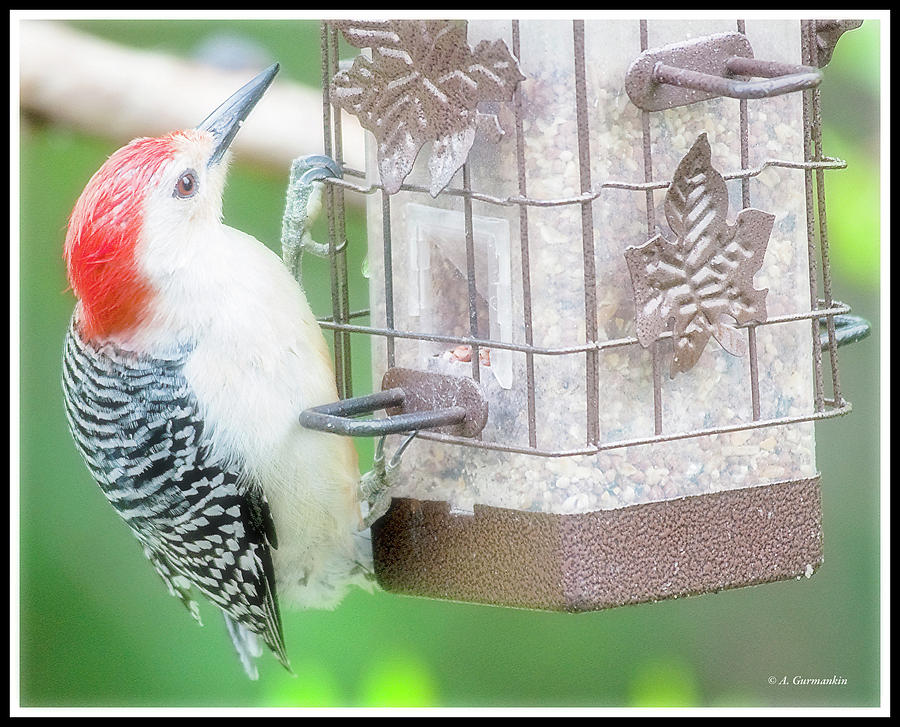 Red-Bellied Woodpecker #2 Photograph by A Macarthur Gurmankin