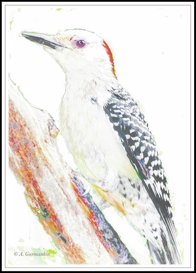 Red-bellied Woodpecker, Animal Portrait #2 Digital Art by A Macarthur Gurmankin