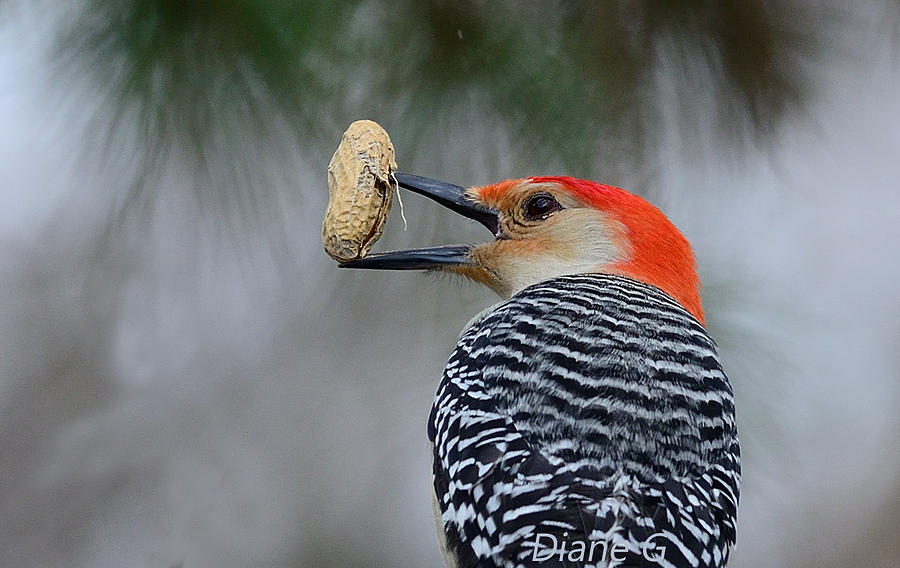Red-bellied Woodpecker #2 Photograph by Diane Giurco