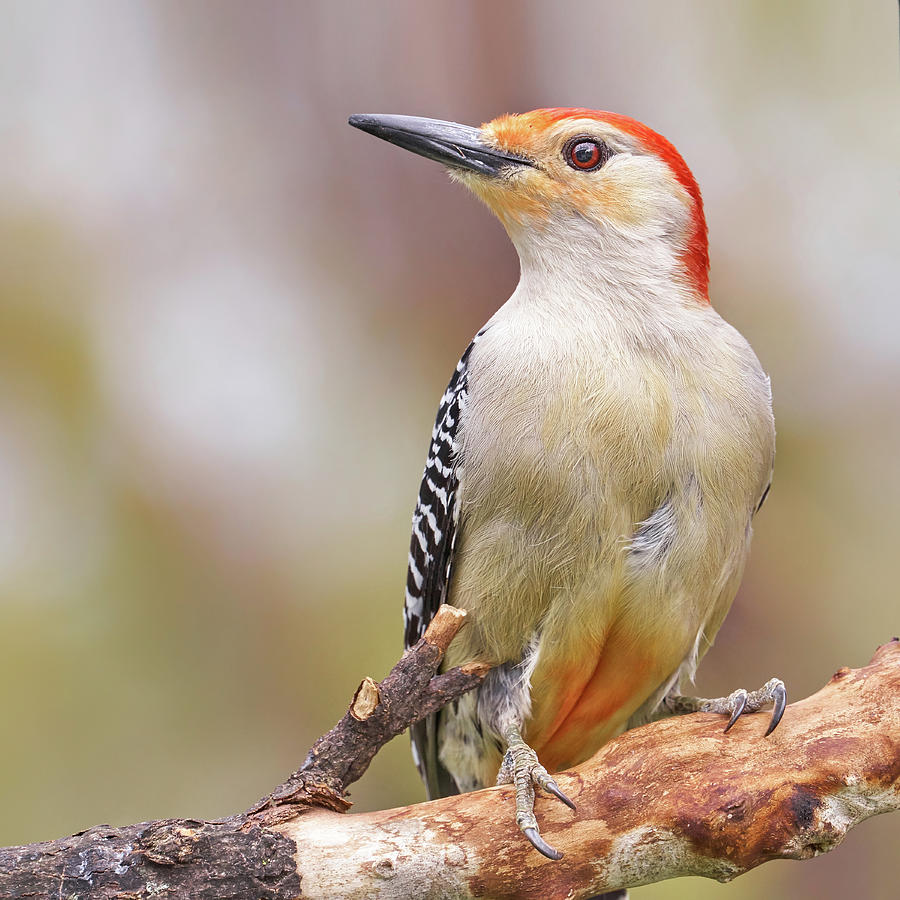 Woodpecker Photograph - Red Bellied woodpecker #2 by Jim Hughes