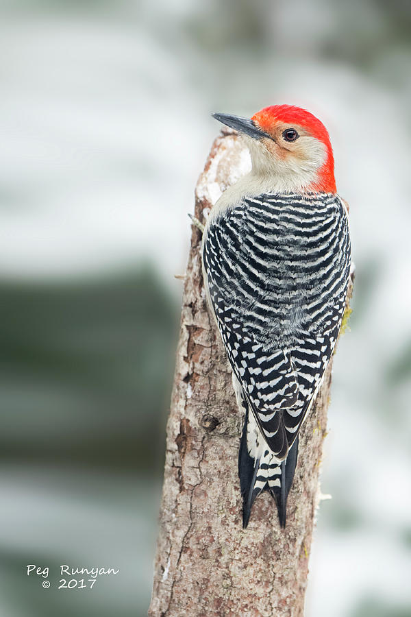 Red-Bellied Woodpecker #2 Photograph by Peg Runyan