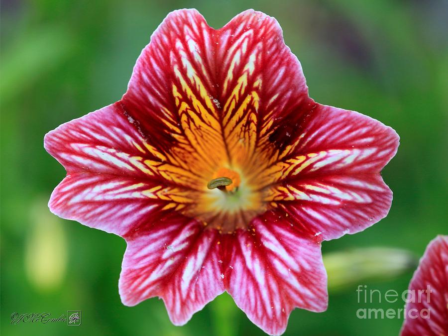 Red Bicolor Salpiglossis from the Giant Emperor Mix #1 Photograph by J McCombie