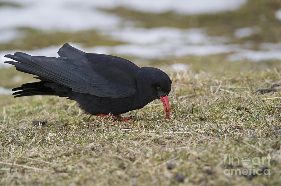 Bird Photograph - Red-billed Chough #2 by Michael Durham/FLPA
