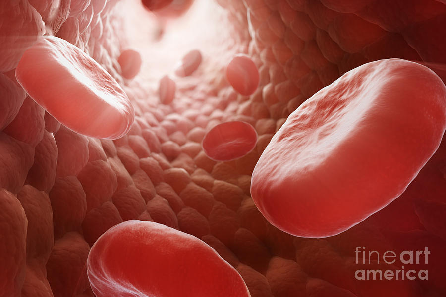 Red Blood Cells In Bloodstream #2 Photograph by Science Picture Co