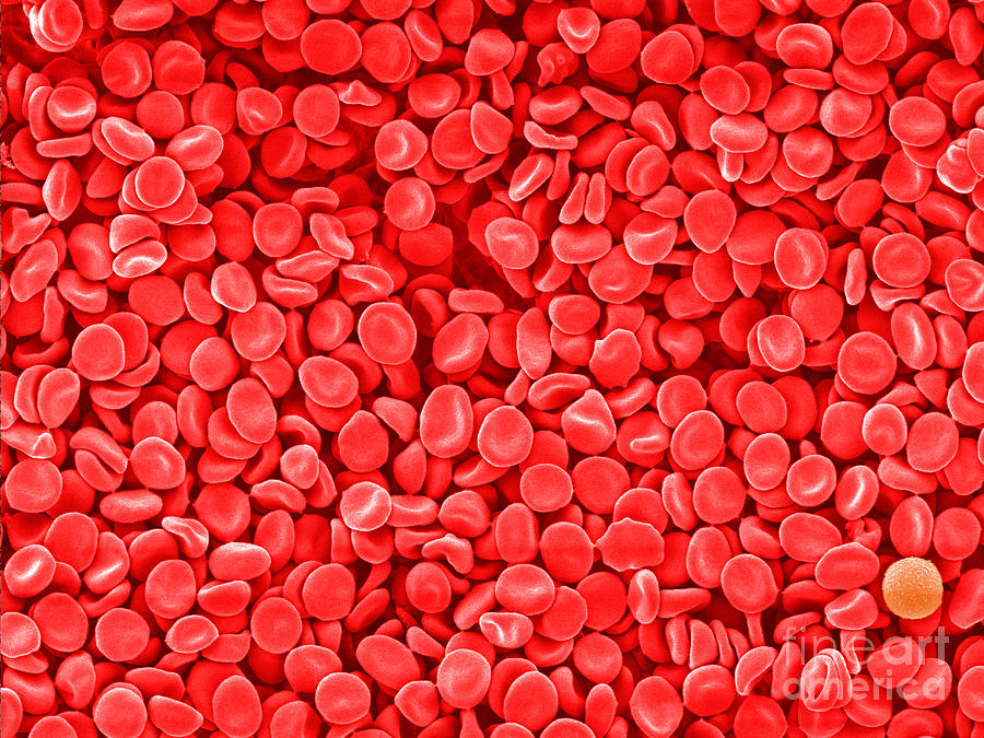 Red Blood Cells, Sem #2 Photograph by Scimat