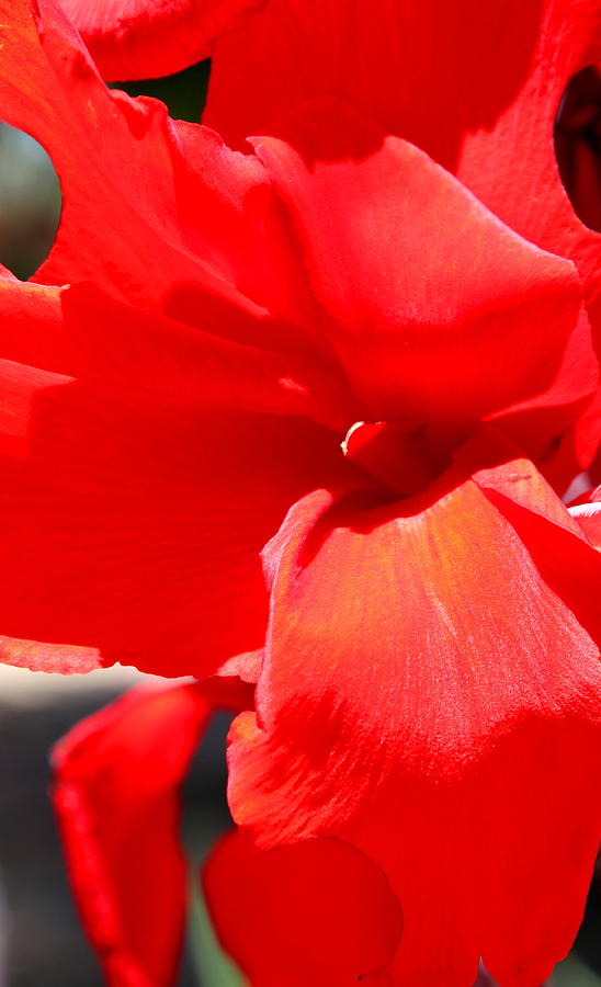 Red Canna #2 Photograph by M Diane Bonaparte