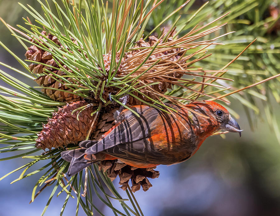 Rocky Mountain National Park Photograph - Red Crossbill #2 by Michael Cunningham