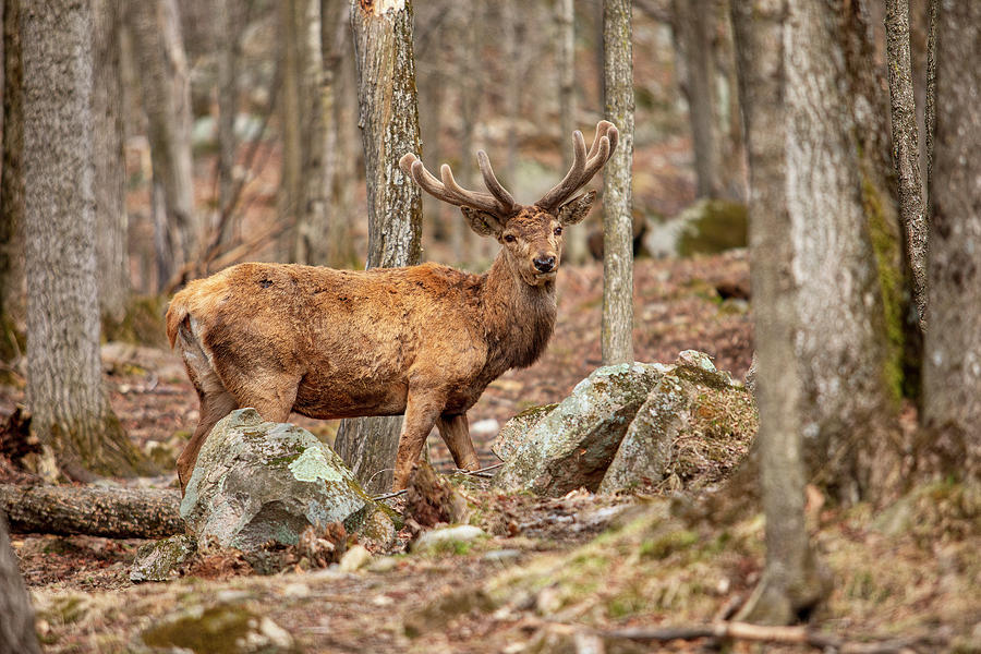Red Deer Photograph