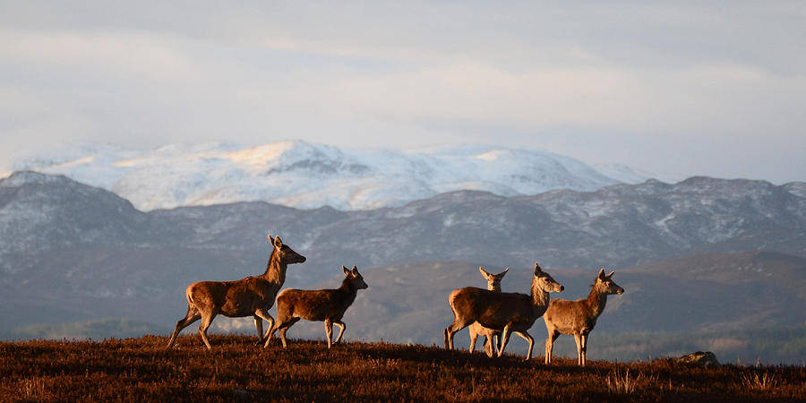 Red Deer in the Highlands #2 Photograph by Gavin MacRae