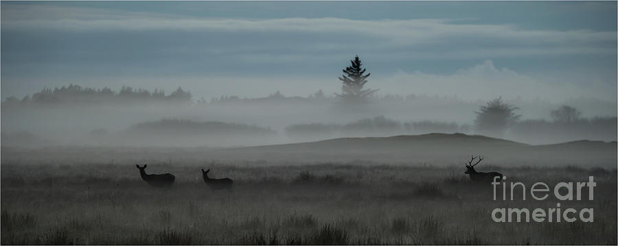 Red Deer #2 Photograph by Jorgen Norgaard