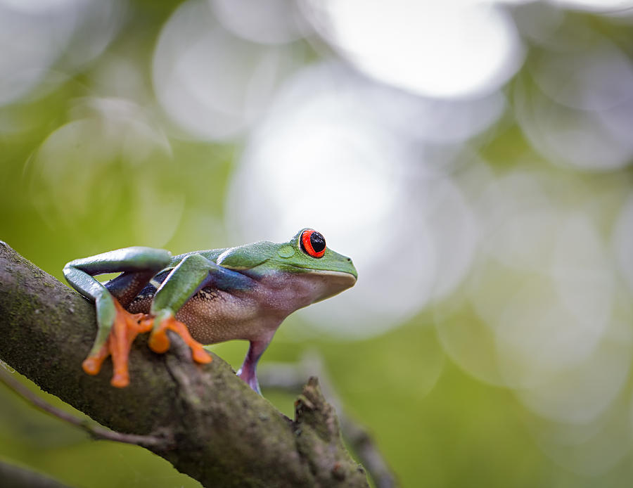 red eyed tree frog Costa Rica #2 Photograph by Dirk Ercken