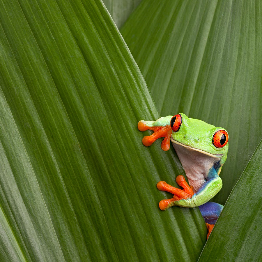 Jungle Photograph - Red Eyed Tree Frog  #2 by Dirk Ercken