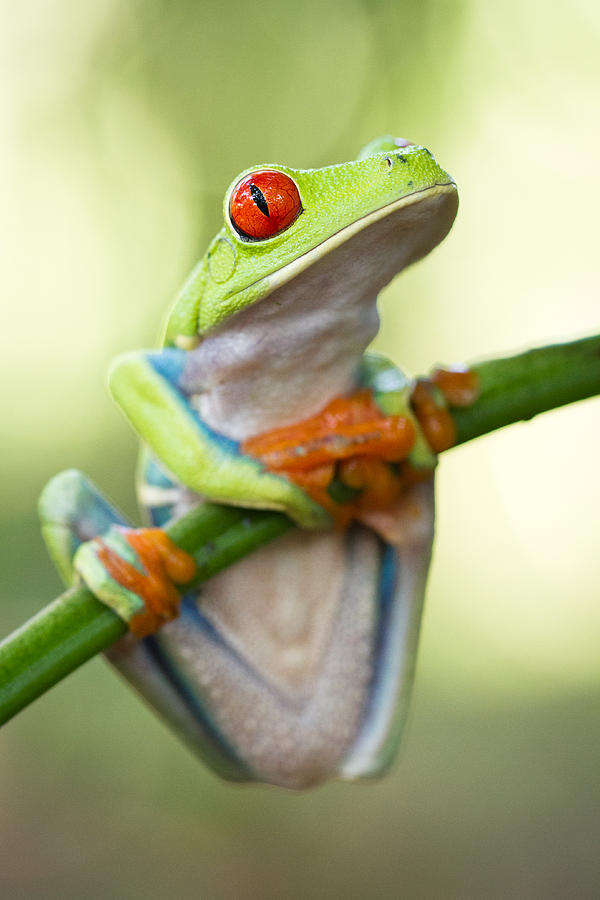 Wildlife Photograph - Red eyed tree frog #2 by Kim Gates
