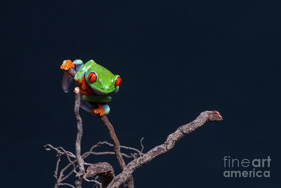 Red eyed tree frog #2 Photograph by Les Palenik