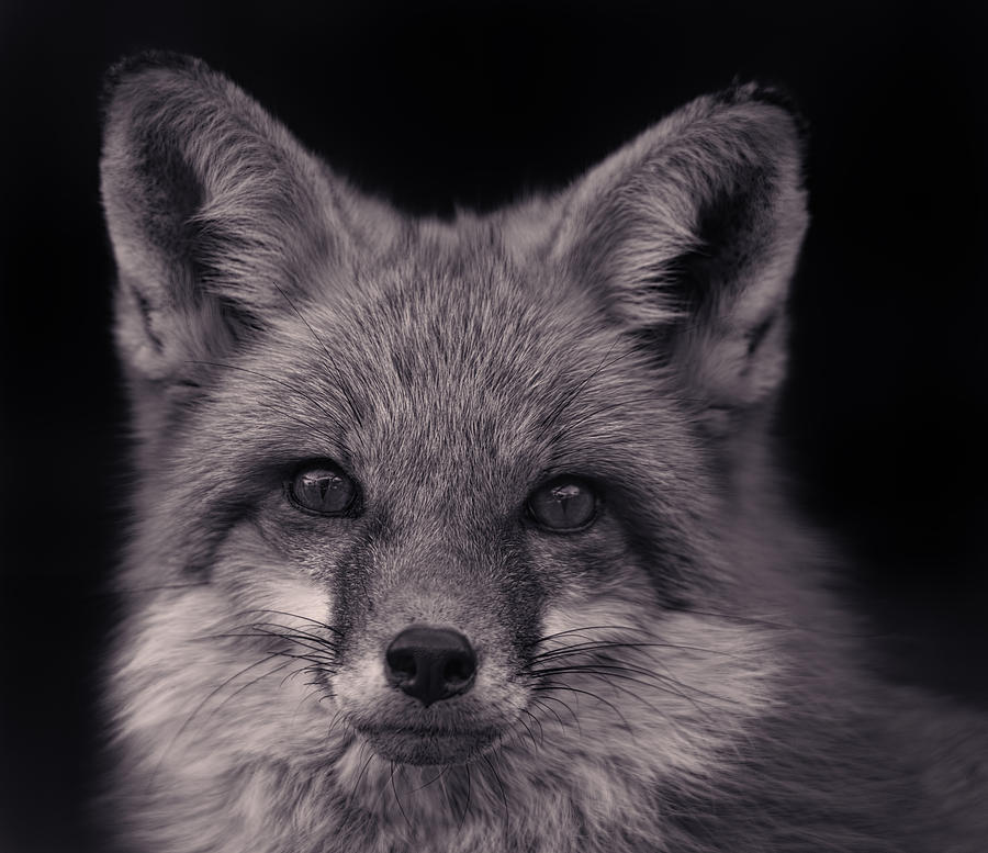 Red Fox  #2 Photograph by Brian Cross
