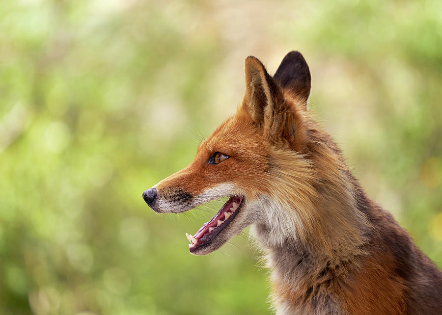 Mammals Photograph - Red Fox by Doug Herr Mammals Photograph - Red Fox by Doug Herr