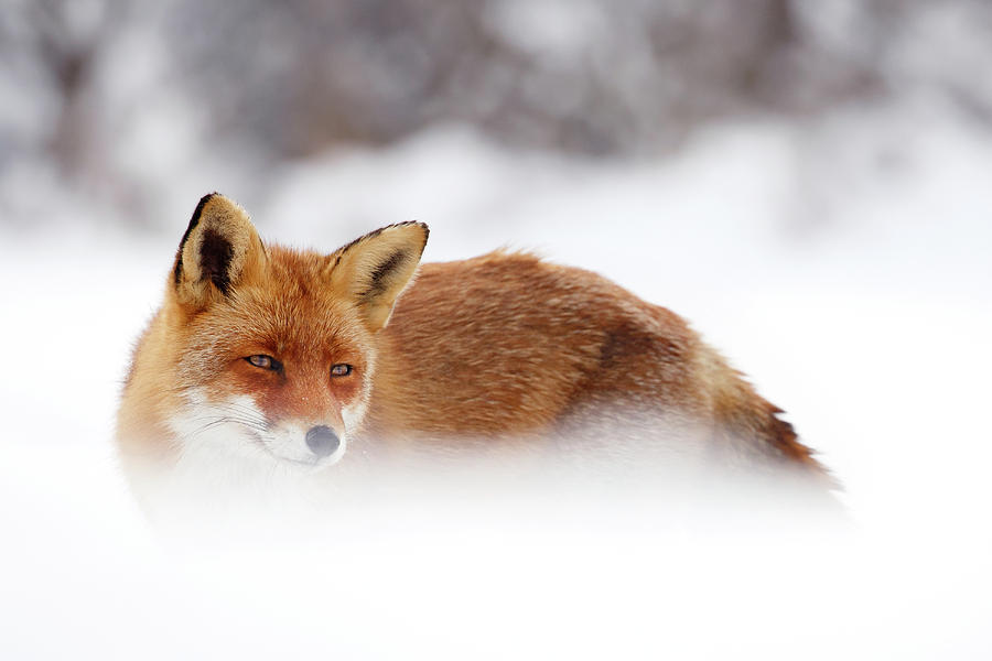 Red Fox in the Winter Photograph by Roeselien Raimond - Fine Art America