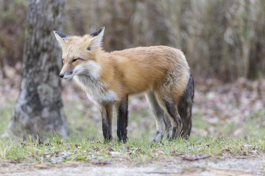 Red Fox #2 Photograph by Josef Pittner