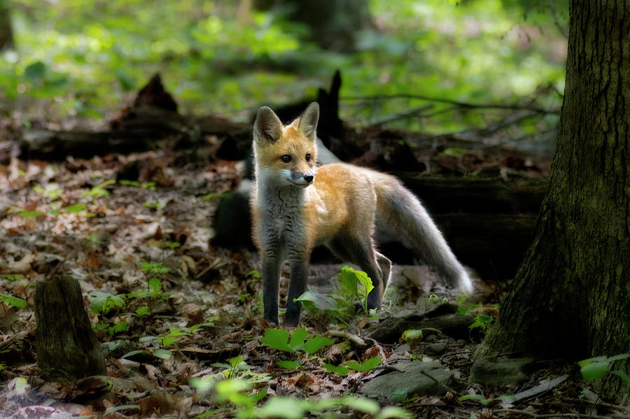 Red fox kit in the woods #2 Photograph by Dan Friend