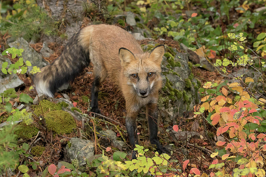 Red Fox #2 Photograph by Mary Jo Cox