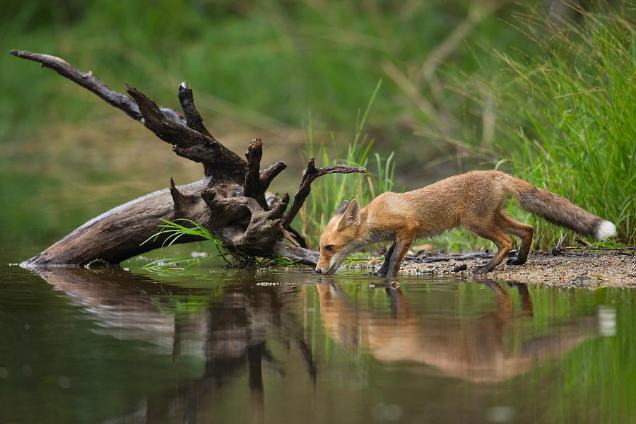 Nature Photograph - Red Fox #2 by Milan Zygmunt